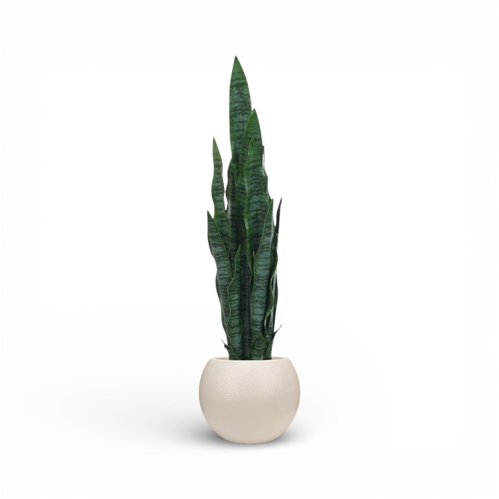 Sansevieria Plant 90cm-20L