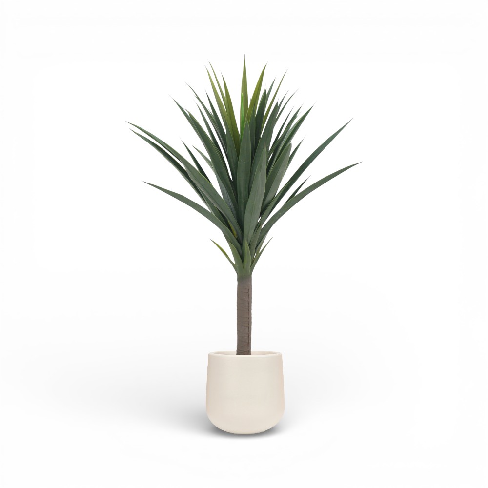 Yucca Plant 90cm-62L