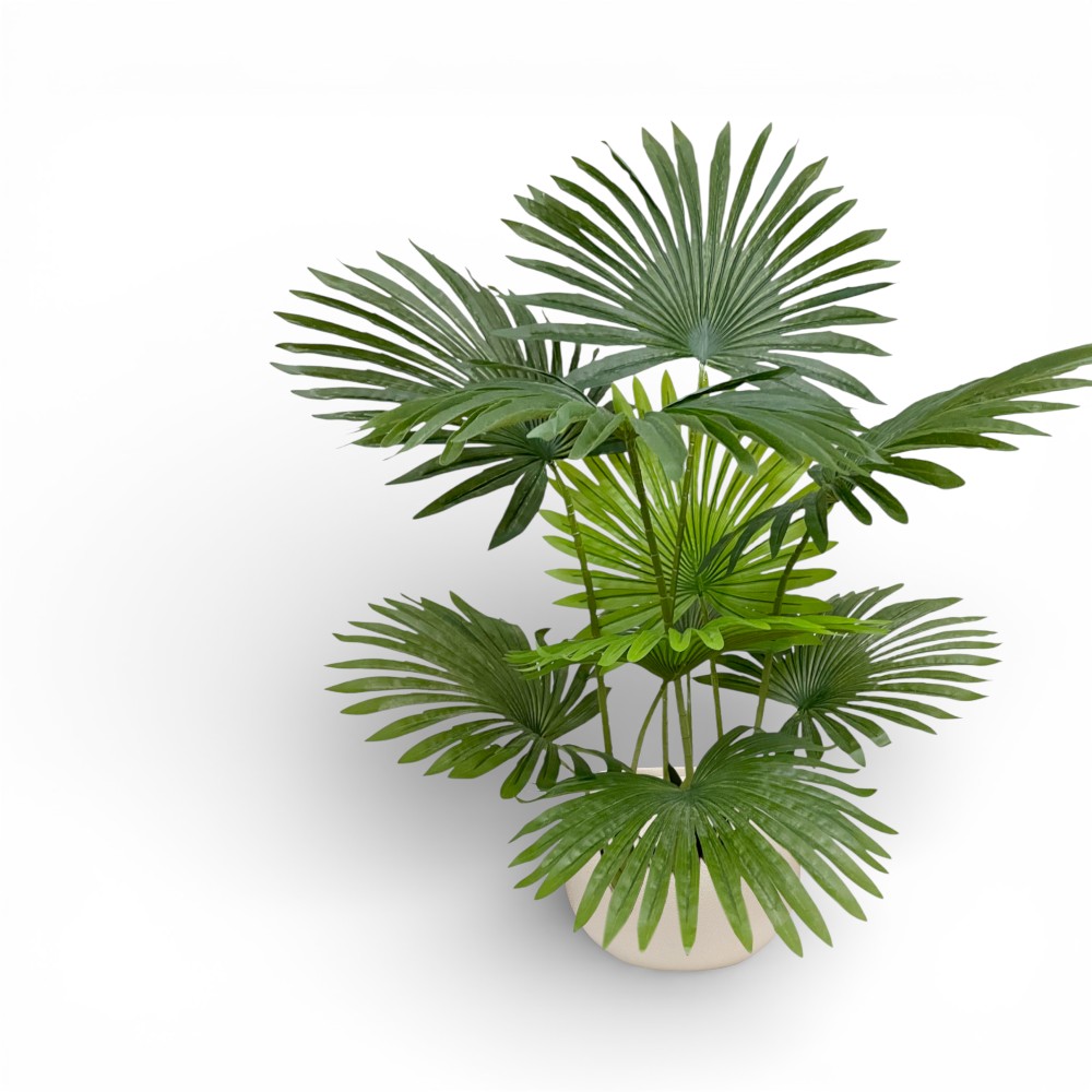 Fan Palm Plant 100cm-10L