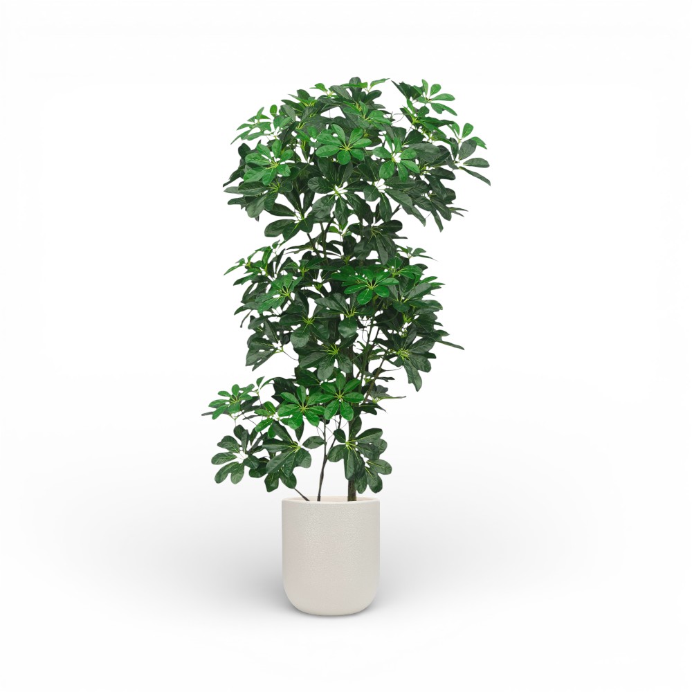 Scheffle Ra Arborico La Plant 145cm-945L