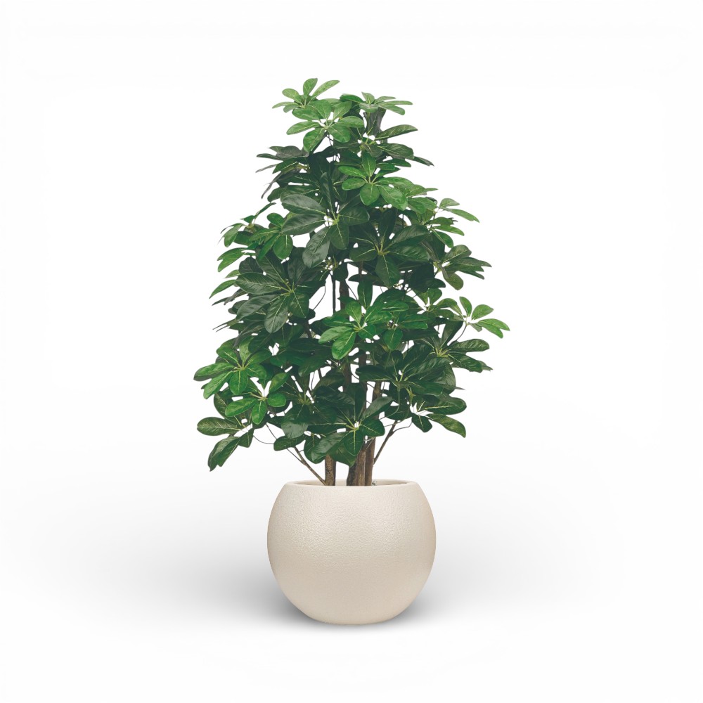 Scheffle Ra Arborico La Plant 95cm-567L